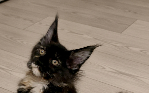 Девочка "егоза" - Ёлка