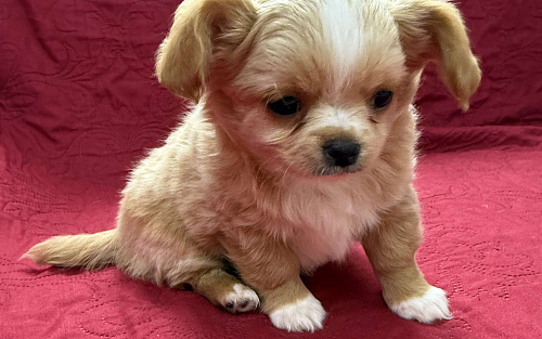 Мальчик чихуахуа Габриель