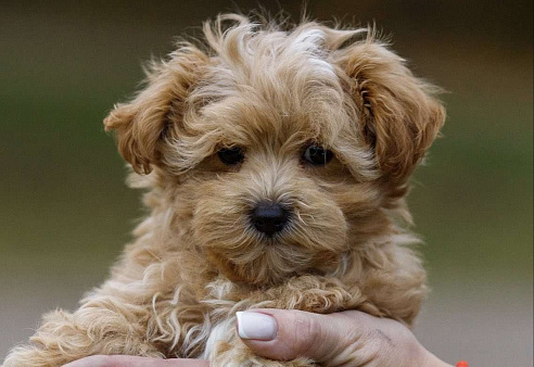 Мальтипу ф1 мальчик