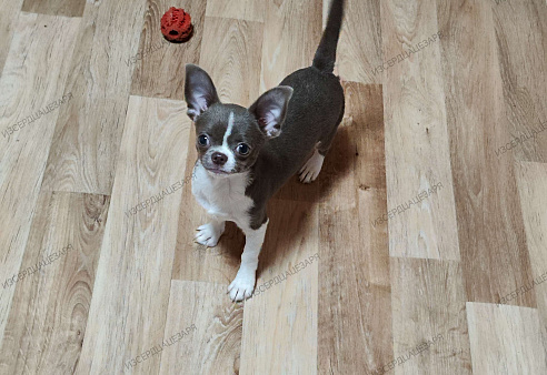 Лиловый мальчик чихуахуа 