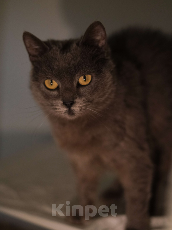 Кошки в Санкт-Петербурге: Кошка ждёт семью Девочка, Бесплатно - фото 2