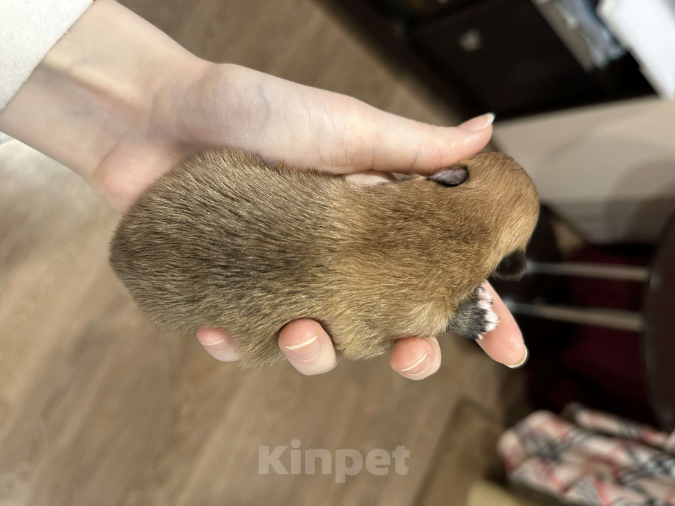 Собаки в Тюмени: Немецкий шпиц щенок девочка Девочка, 40 000 руб. - фото 6