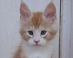 Кошки в Геленджике: Продаётся котёнок мейн-кун, мальчик, яркий рыжий окрас d 03 22, из питомника EdenLight (Геленджик) Мальчик, Бесплатно - фото 9
