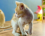 Кошки в Новочеркасске: Рыжий котёнок мальчик потомственный крысолов Мальчик, 100 руб. - фото 2