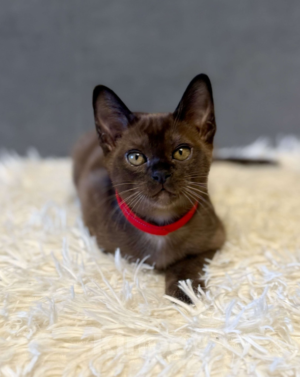 Кошки в Москве: Бурманские котята соболь! Бронирование! Мальчик, 80 000 руб. - фото 1