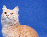 Кошки в Москве: Котику подарили вторую жизнь… Мальчик, Бесплатно - фото 5