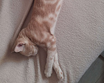 Кошки в Севастополе: Котенок в добрые руки Мальчик, Бесплатно - фото 3