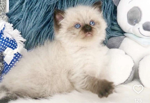 Высокопородные котята Рэгдолл 