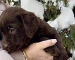 Собаки в Москве: Щенки лабрадора  Мальчик, 80 000 руб. - фото 2