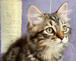 Кошки в Перми: Чудесные чистокровные сибирские котята Девочка, 30 000 руб. - фото 5