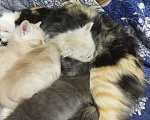 Кошки в Севастополе: Ищу хорошего хозяина Девочка, Бесплатно - фото 3