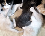 Кошки в Севастополе: Ищу заботливого хозяина котику Мальчик, Бесплатно - фото 3
