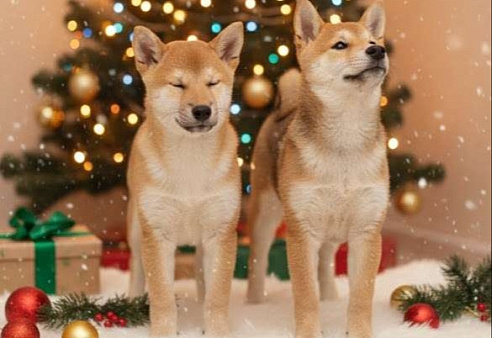 Щенки сиба-ину РКФ 