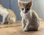 Кошки в Новочеркасске: Рыжий котёнок мальчик потомственный крысолов Мальчик, 100 руб. - фото 3