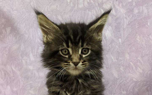 Котенок Мейн-кун Мальчик