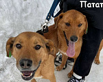 Собаки в Балашихе: Яркий рыжий пёс Абрикос 3,5 года из приюта Мальчик, Бесплатно - фото 9