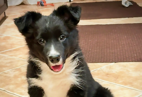 Щенок Бордер колли девочка