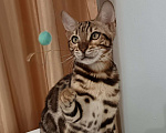Кошки в других городах Свердловской области: Продажа чистопородных бенгальских котят Мальчик, Бесплатно - фото 3