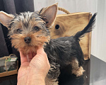 Собаки в Москве: Йорки мини Девочка, 18 000 руб. - фото 1