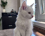 Кошки в Ставрополе: Кошечка малышка котенок 2,5 месяца кошка белая Девочка, Бесплатно - фото 1