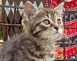 Кошки в Михайловске: 2 котёнка - котик Макс ♥️ и кошечка Веста 🩷 - ищут дом и любимых хозяев Девочка, Бесплатно - фото 3