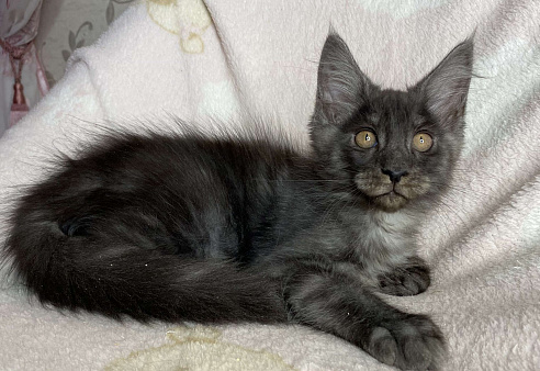 Черный дымчатый мальчик мейн кун Vegas