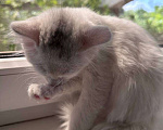 Кошки в Ставрополе: Кошечка малышка котенок 2,5 месяца кошка белая Девочка, Бесплатно - фото 4