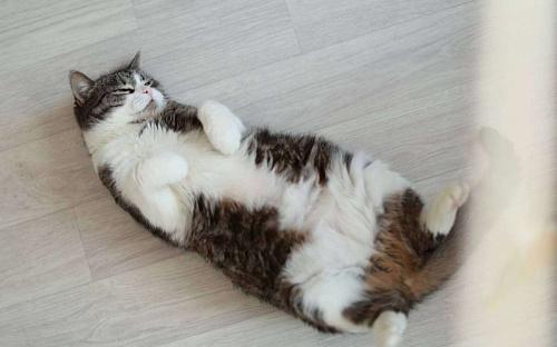 Шарлотта — ласковая кошка, кокетка, красотка