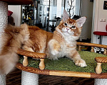 Кошки в Одинцово: Орест Мальчик, 40 000 руб. - фото 2
