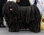 Собаки в Москве: Собака с дредами. Щенки пули - собака миллиардеров Мальчик, 250 000 руб. - фото 4