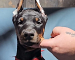 Собаки в Москве: Щенки добермана Девочка, Бесплатно - фото 5