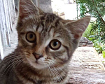 Кошки в Михайловске: Кошечка Веста 🩷 (4 месяца) - ищет дом и любимых хозяев Девочка, Бесплатно - фото 3