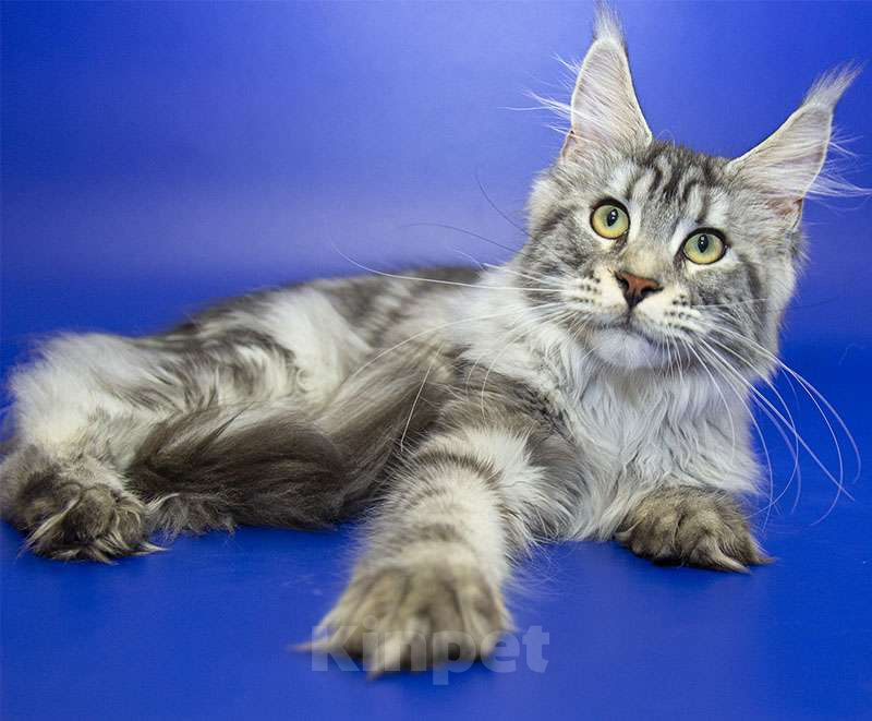 Кошки в Москве: Мейн кун, девочка, подросток. Девочка, 15 000 руб. - фото 5