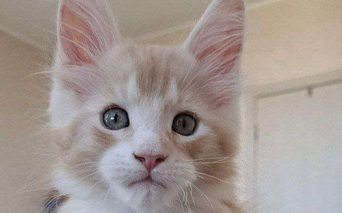 Продаётся котёнок мейн-кун, мальчик, ласковый рыжий окрас d 03 22, из питомника EdenLight (Геленджик