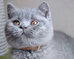 Кошки в Москве: Британский котик  Девочка, Бесплатно - фото 7