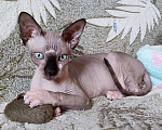 Кошки в Лобне: Котята канадского сфинкса  Девочка, Бесплатно - фото 6