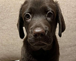 Собаки в других городах Московской области: Продаётся щенок лабрадора Мальчик, 40 000 руб. - фото 3
