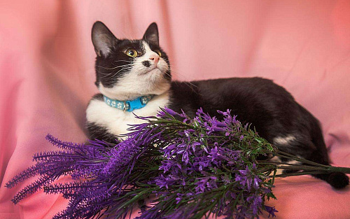 Ласковая кошечка Мушка в добрые руки