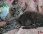 Кошки в Москве: Котёнок мейн-кун с хорошими данными Мальчик, 40 000 руб. - фото 3