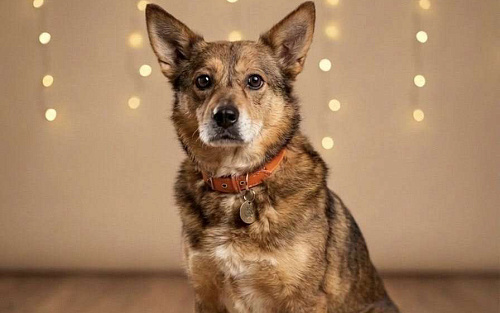 Малышка Вера ищет дом