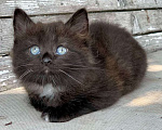 Кошки в Перми: Чудесные чистокровные сибирские котята Мальчик, 40 000 руб. - фото 1
