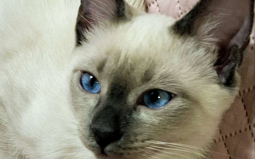 Тайский котенок