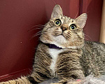 Кошки в Москве: Малышка Тея ищет заботливую семью Девочка, Бесплатно - фото 1
