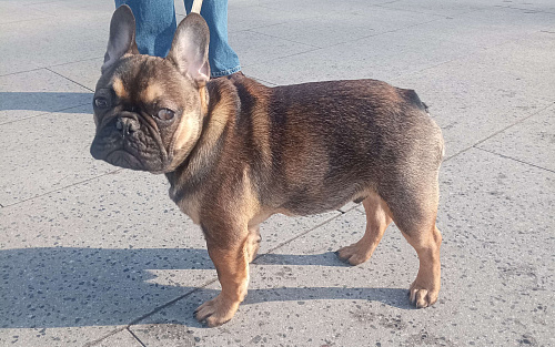 Французский бульдог
