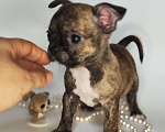 Собаки в Москве: Мальчики чихуахуа бейби фейс  Мальчик, 25 000 руб. - фото 7