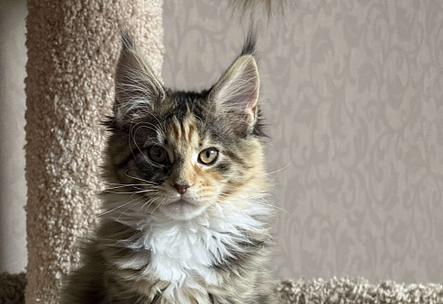 Шикарная черепашка породы Мейкун