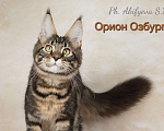 Кошки в Озерске: Черные мраморные котики Мальчик, 40 000 руб. - фото 7