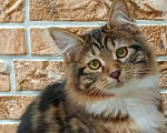 Кошки в Чите: Драгоценные котята курильского бобтейла Девочка, 30 000 руб. - фото 1