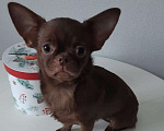 Собаки в Санкт-Петербурге: Малышка Чихуахуа Девочка, 35 000 руб. - фото 1