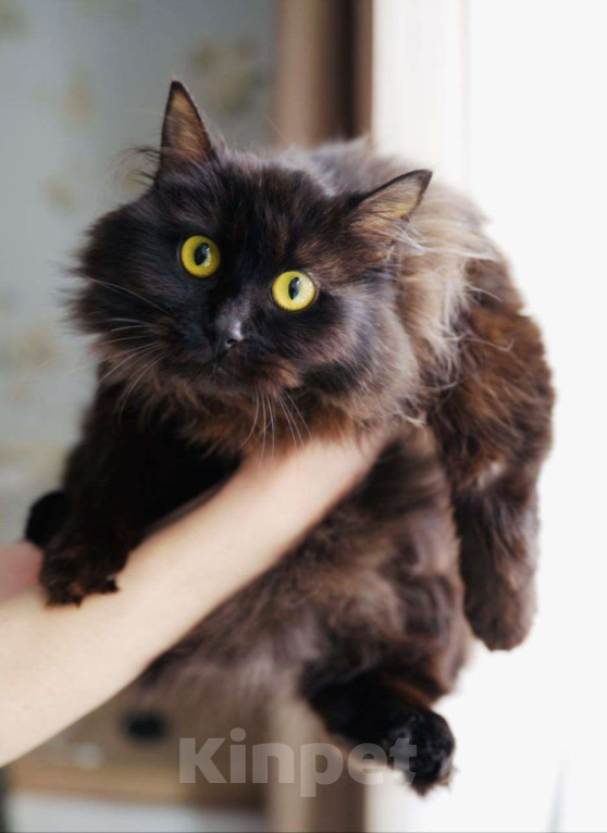 Кошки в Москве: Котенок Трюфель ищет дом Мальчик, Бесплатно - фото 1